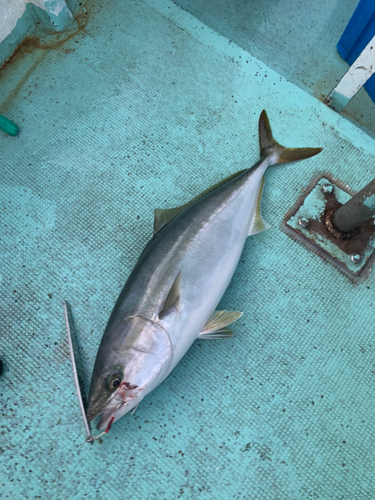 メジロの釣果