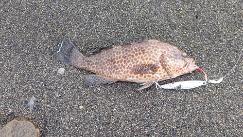 ソウダガツオの釣果