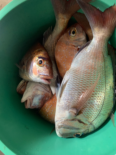 マダイの釣果