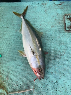 メジロの釣果