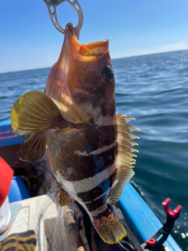 アオハタの釣果