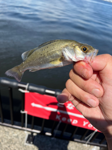 セイゴ（マルスズキ）の釣果