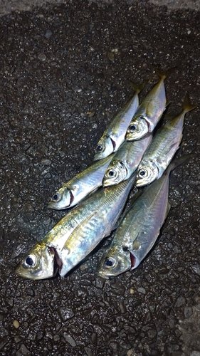 アジの釣果