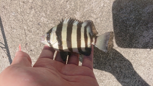 イシダイの釣果