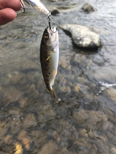 ヤマメの釣果