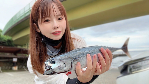 カツオの釣果