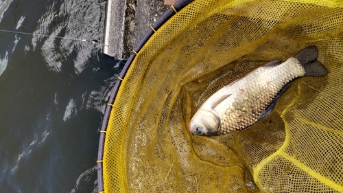 マブナの釣果