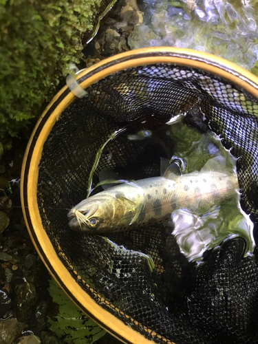 ヤマメの釣果