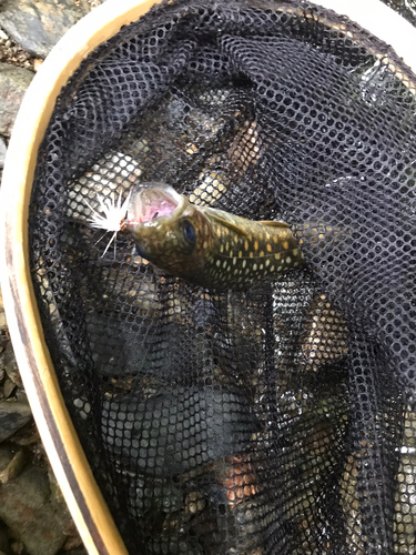 イワナの釣果