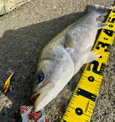 シーバスの釣果