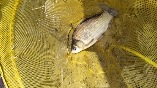 ヘラブナの釣果