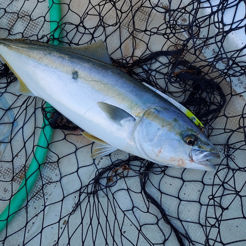 メジロの釣果