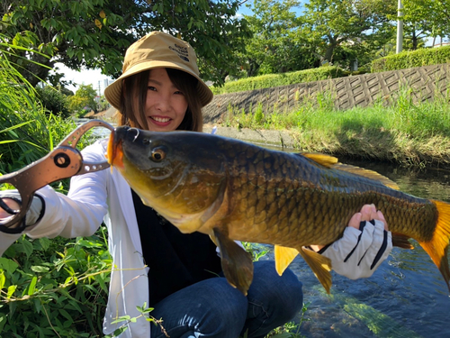 コイの釣果