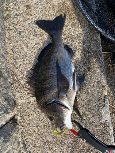 チヌの釣果