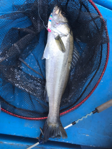 スズキの釣果