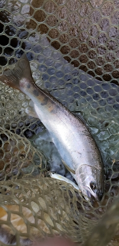 ヤマメの釣果