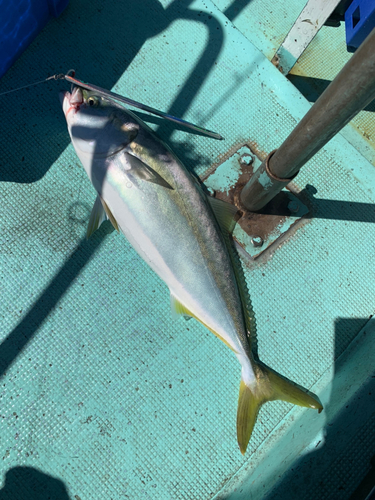 メジロの釣果