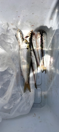 カタクチイワシの釣果