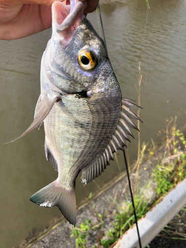 ミナミクロダイの釣果