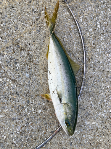 ハマチの釣果