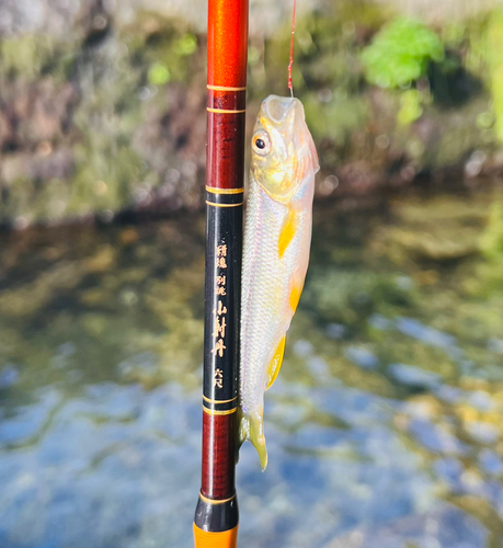 カワムツの釣果