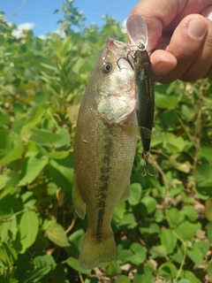 ラージマウスバスの釣果