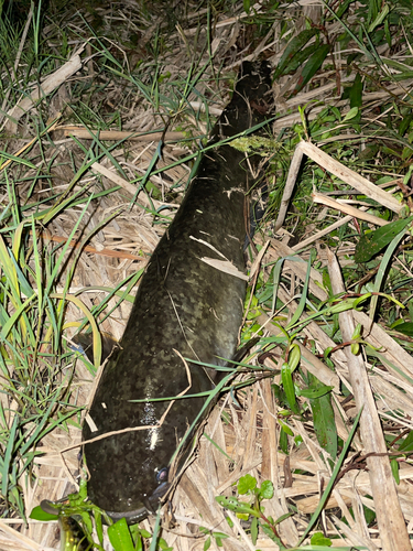 ナマズの釣果