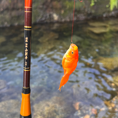 キンギョの釣果