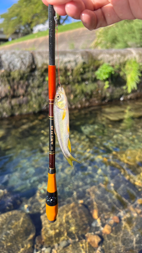 カワムツの釣果