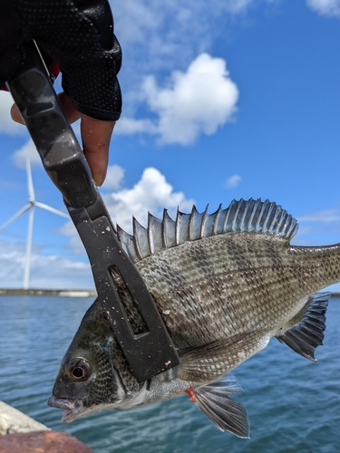 チヌの釣果