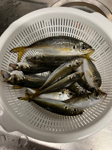 アジの釣果