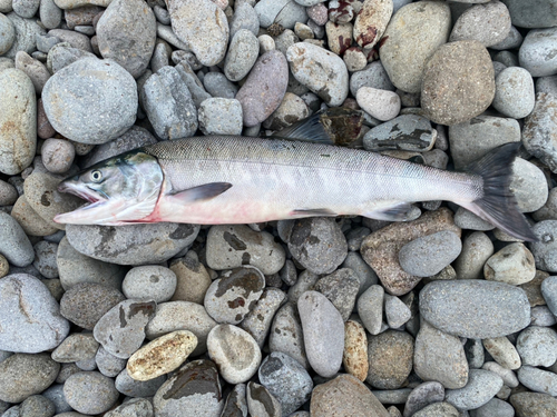 アキアジの釣果