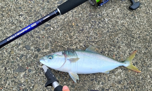 イナダの釣果