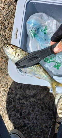 コノシロの釣果