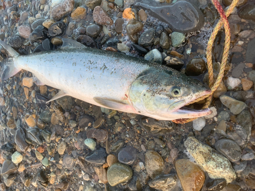 シロザケの釣果