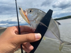 メッキの釣果