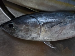 ヒラソウダの釣果