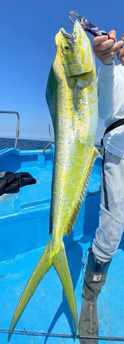 シイラの釣果