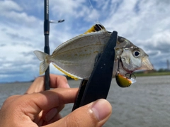 ヒイラギの釣果