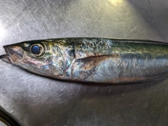 ムロアジの釣果