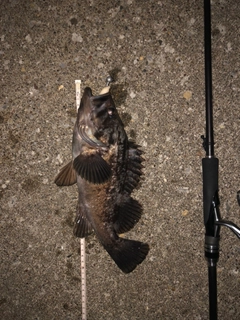 クロソイの釣果