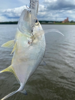 メッキの釣果