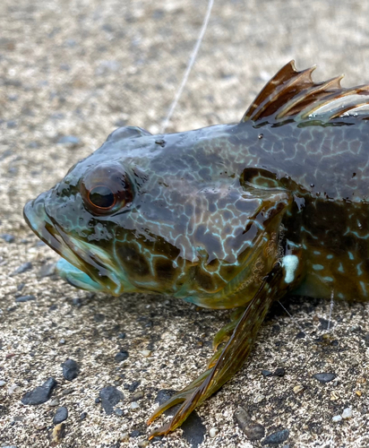 アナハゼの釣果