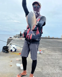 テングハギモドキの釣果