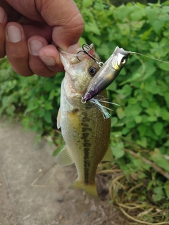 ラージマウスバスの釣果