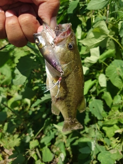 ラージマウスバスの釣果