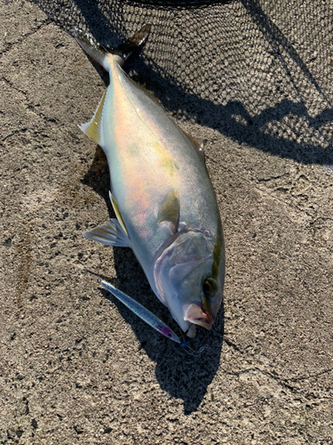 カンパチの釣果