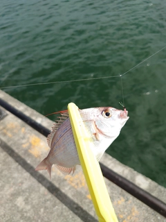 タイの釣果