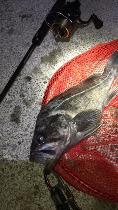 クロソイの釣果