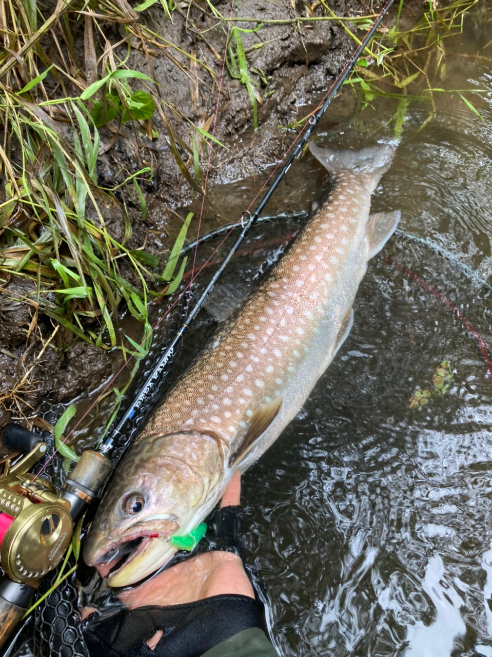 アメマス